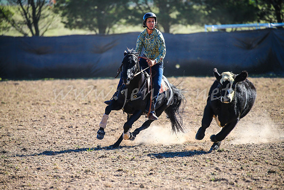 GoulburnCampdraft2017_4195