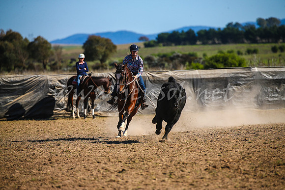 GoulburnCampdraft2017_4234