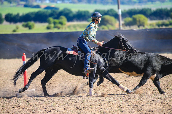 GoulburnCampdraft2017_4223
