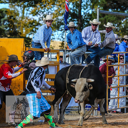 BraidwoodRodeo2015_3448