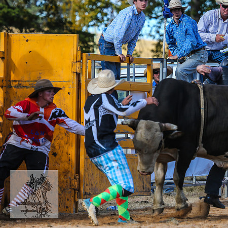 BraidwoodRodeo2015_3453