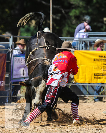 BraidwoodRodeo2015_2390