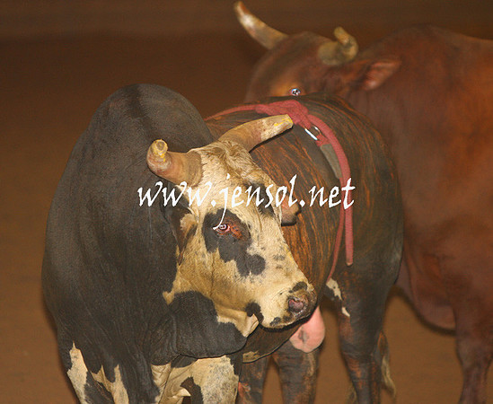 RealDealHorseworld_JenSol_0807