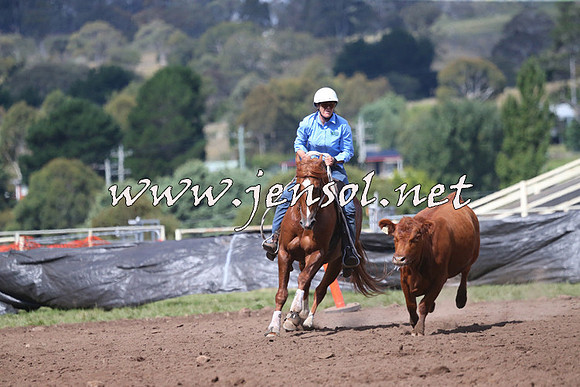 NimmitabelCampdraft2015_2420