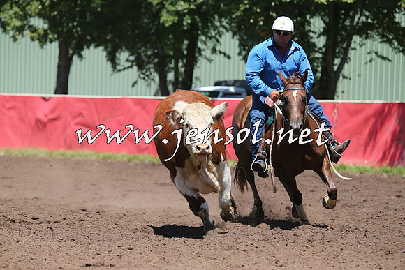 NimmitabelCampdraft2015_2327