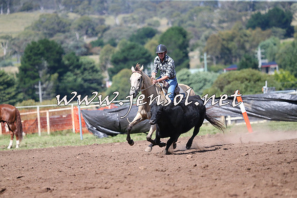 NimmitabelCampdraft2015_2428