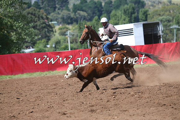 NimmitabelCampdraft2015_2438