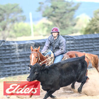 GoulburnCampdraft2018_9223