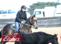 GoulburnCampdraft2018_9175