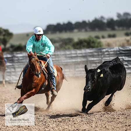 GoulburnCampdraft2018_3615