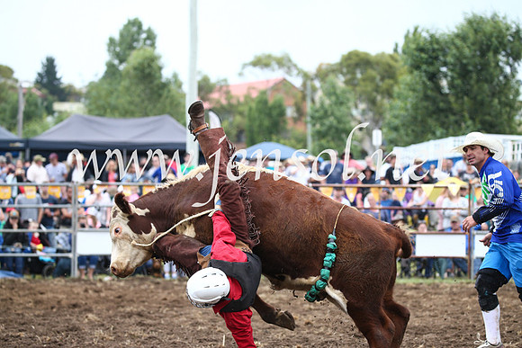 JindabyneRodeo2016-1195