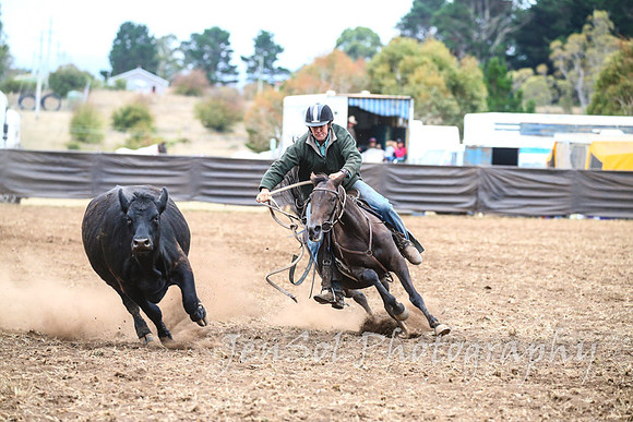 NimmitabelCampdraft2017_3682