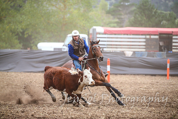 NimmitabelCampdraft2017_2217