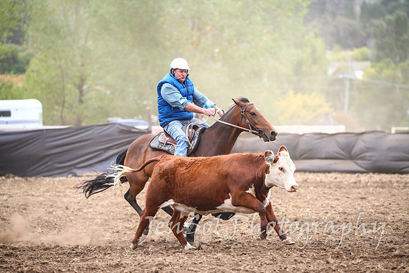 NimmitabelCampdraft2017_2319