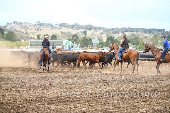 NimmitabelCampdraft2017_3361