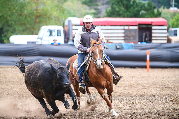 NimmitabelCampdraft2017_3666