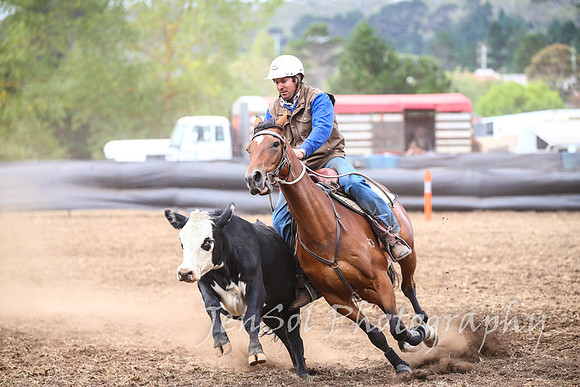 NimmitabelCampdraft2017_3291