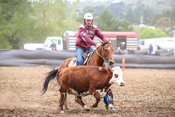 NimmitabelCampdraft2017_2545