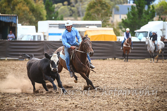 NimmitabelCampdraft2017_2743