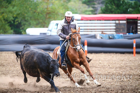 NimmitabelCampdraft2017_3665