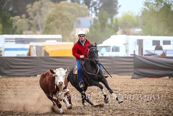 NimmitabelCampdraft2017_2310