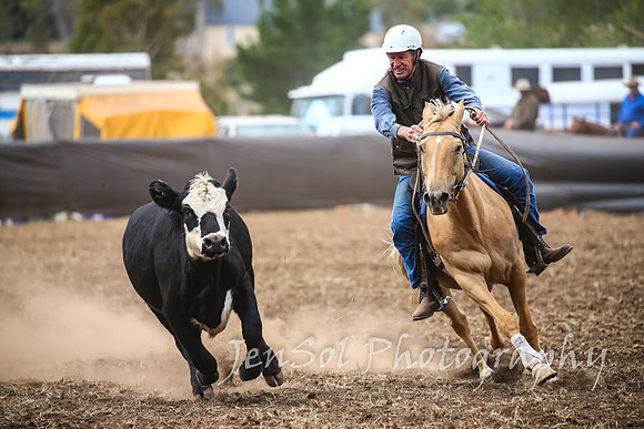 NimmitabelCampdraft2017_3099