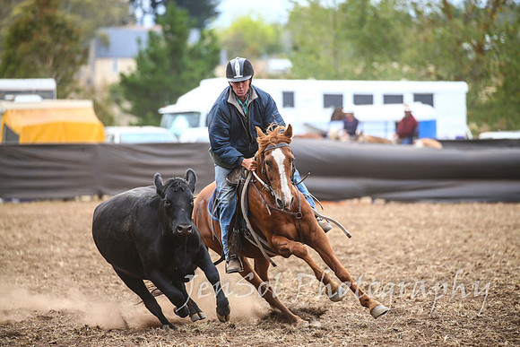 NimmitabelCampdraft2017_2807