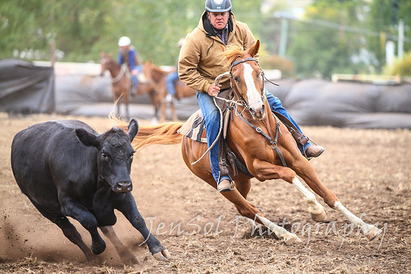 NimmitabelCampdraft2017_3144