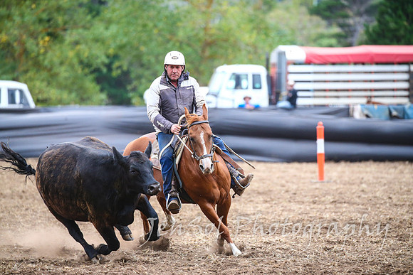 NimmitabelCampdraft2017_3667