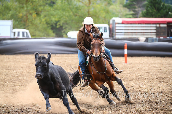 NimmitabelCampdraft2017_2729