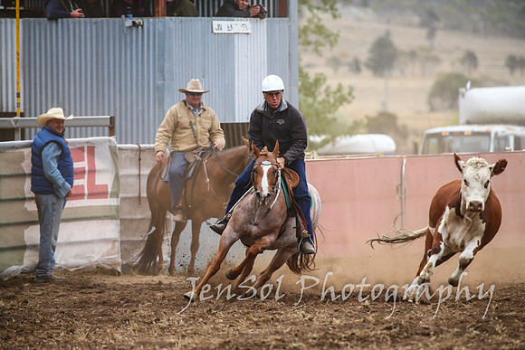NimmitabelCampdraft2017_3137