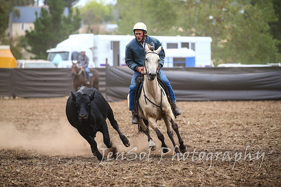 NimmitabelCampdraft2017_2282