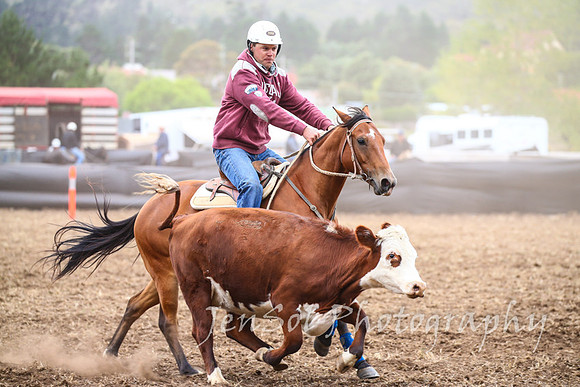 NimmitabelCampdraft2017_2567