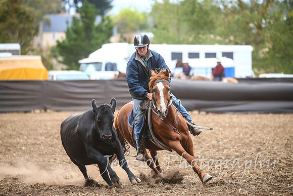NimmitabelCampdraft2017_2797