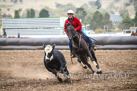 NimmitabelCampdraft2017_3164