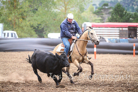 NimmitabelCampdraft2017_3250