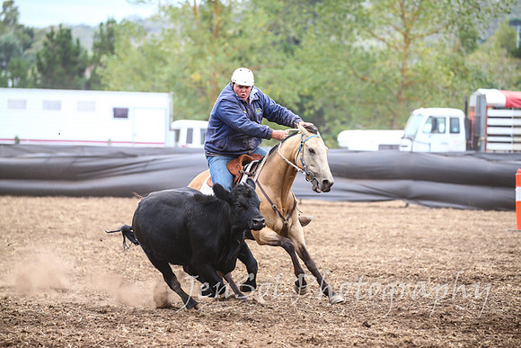 NimmitabelCampdraft2017_3259