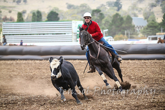 NimmitabelCampdraft2017_3163