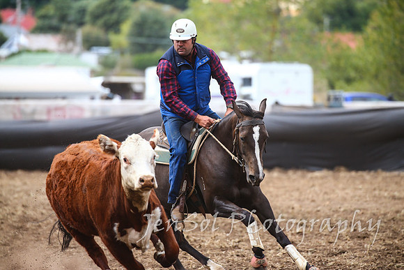 NimmitabelCampdraft2017_3058