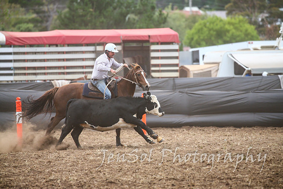 NimmitabelCampdraft2017_2467
