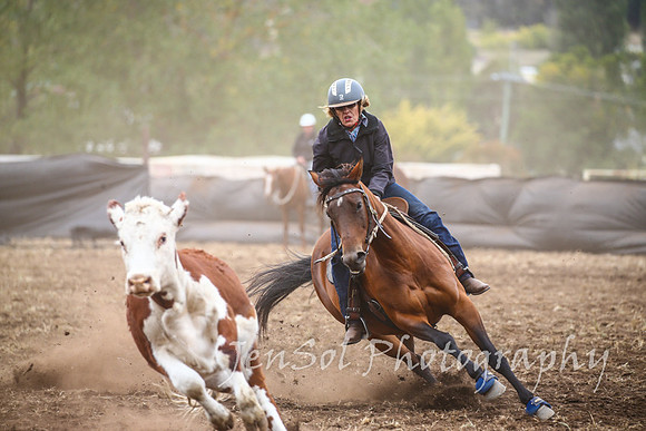 NimmitabelCampdraft2017_3166