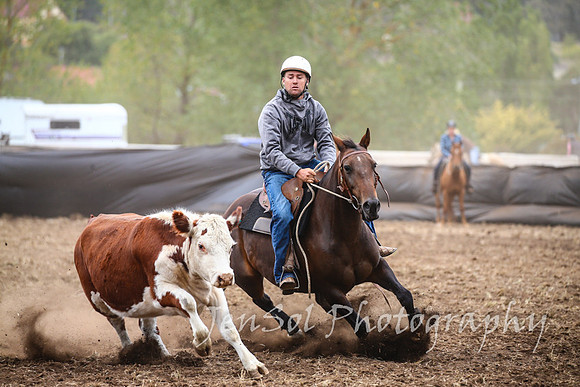NimmitabelCampdraft2017_2398