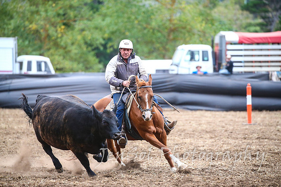 NimmitabelCampdraft2017_3673