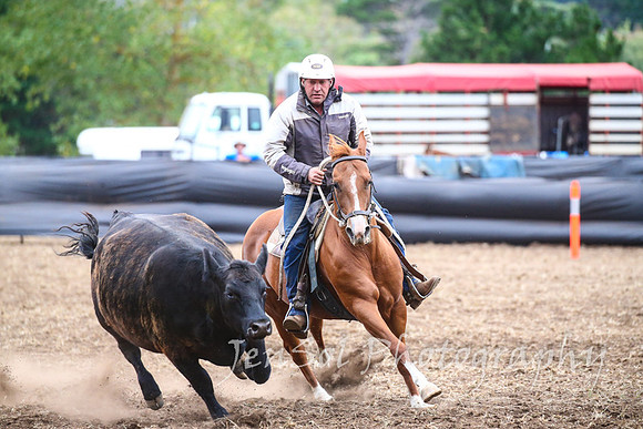 NimmitabelCampdraft2017_3668