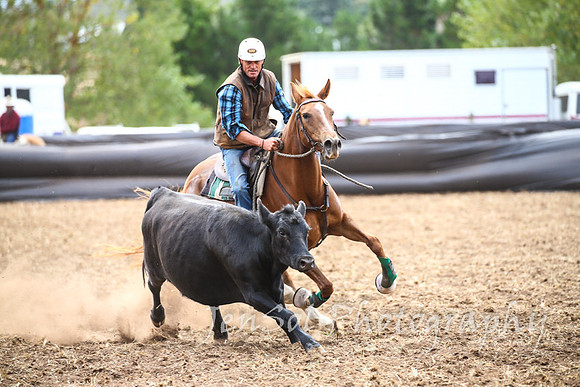 NimmitabelCampdraft2017_2761