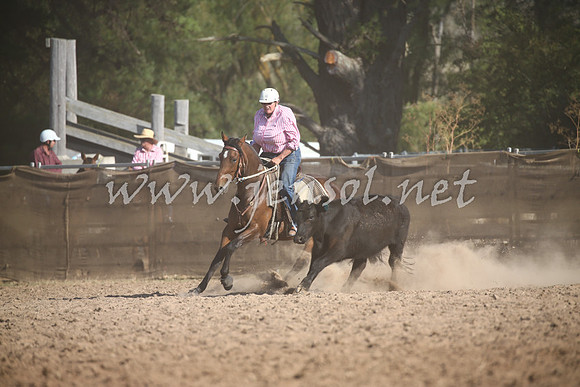 TaralgaCampdraftThurs2017_1552