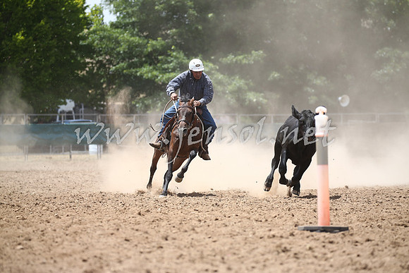 TaralgaCampdraftThurs2017_0724