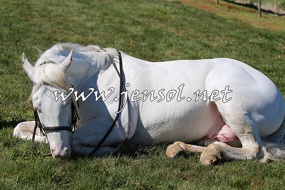 TumbarumbaStockmensChallenge_0017