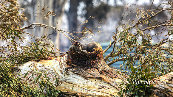 CobargoNYE_0128