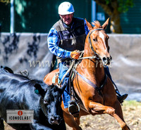 NimmitabelCampdraft2024_0109